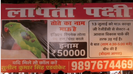 Agra Owner Announces ₹50,000 Reward After Beloved Pet Parrot 'Mau' Goes Missing Agra Owner Announces ₹50,000 Reward After Beloved Pet Parrot 'Mau' Goes Missing